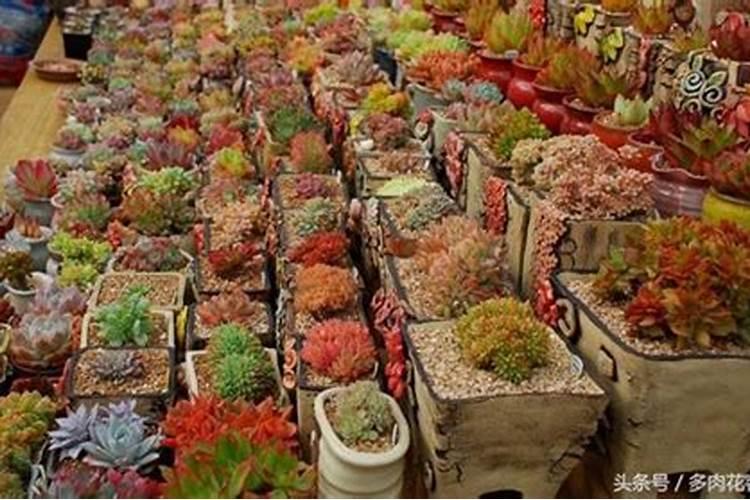 肉肉植物不施肥可以吗