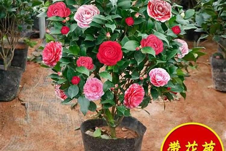 茶花施什么肥茶花怎么施肥