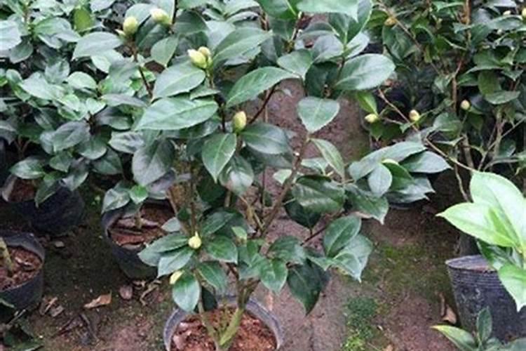 茶花用什么肥料好,茶花的四季施肥方法