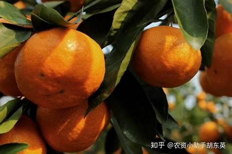 沃柑用什么肥料最好