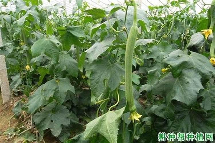 丝瓜用高钾的叶面肥可以吗