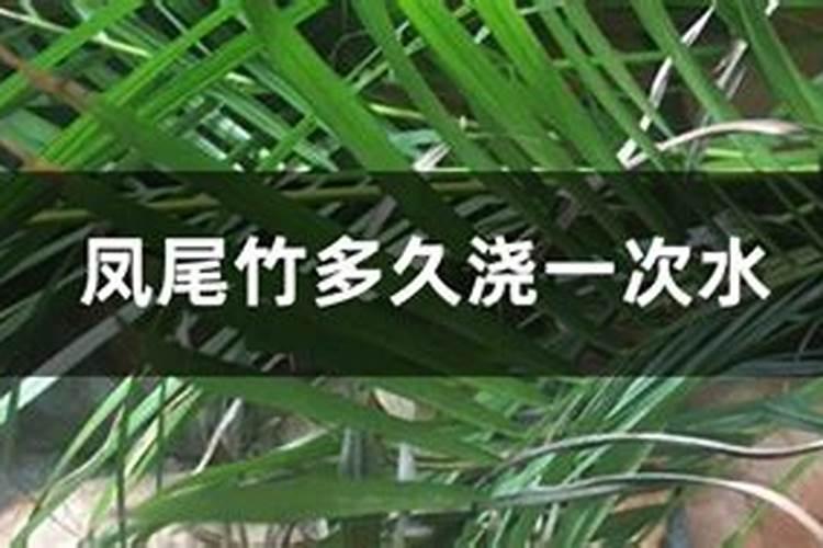 凤尾竹的施肥方法(凤尾竹的施肥技巧,如何科学养护,让竹子绿意盎然)百度...
