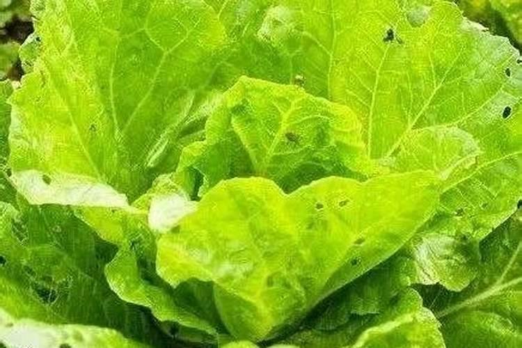 黄瓜什么时候用高钾肥料 怎么施肥提高产量