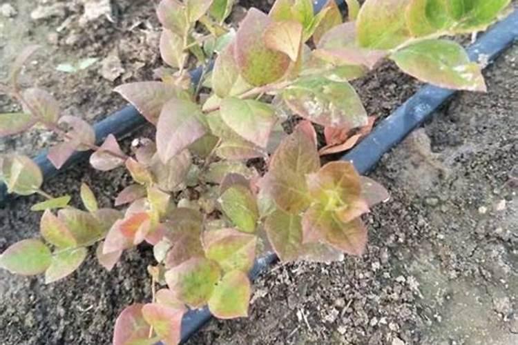 氮肥料用于哪些植物