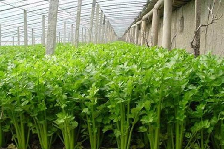 求芹菜种植管理的施肥方案