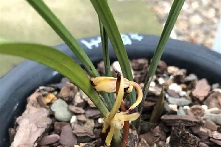 兰花刚出花箭用施肥么,长出花苞后用施肥吗