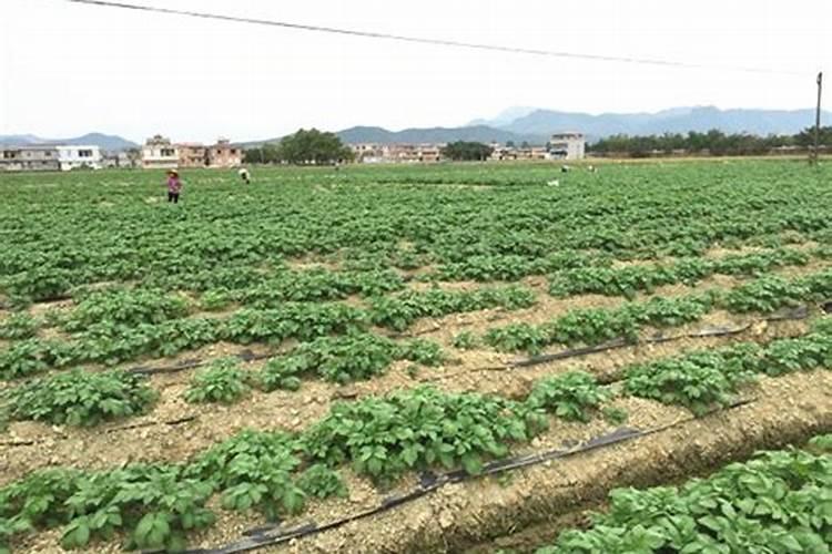 种大蒜为什么要盖稻草 种大蒜盖稻草还是用地膜