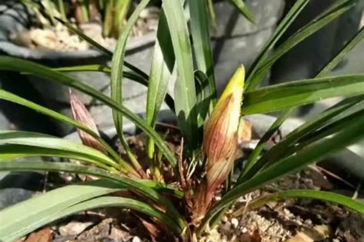 芸苔素能解肥害