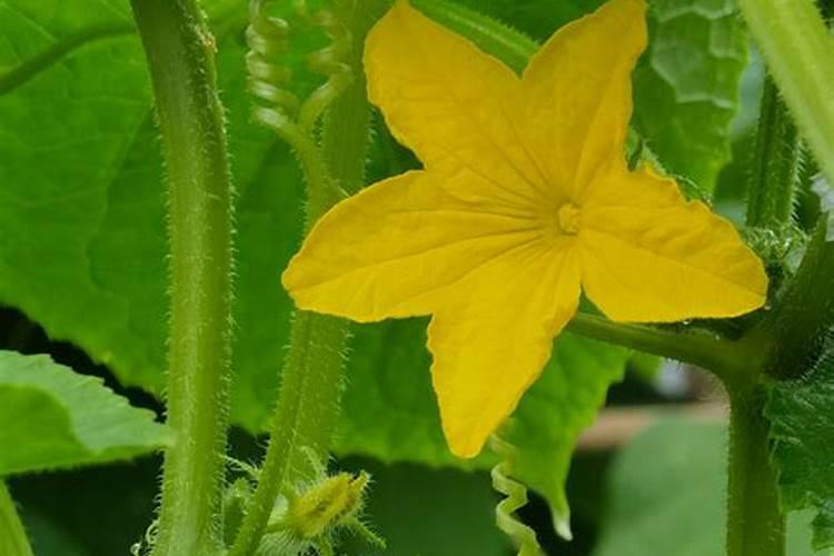 黄瓜开花结果期怎么施肥和管理