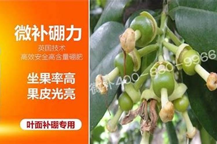 有机肥的有机质是什么意思？