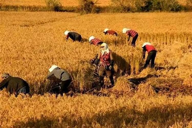 小麦扬花可以打中量肥料吗？