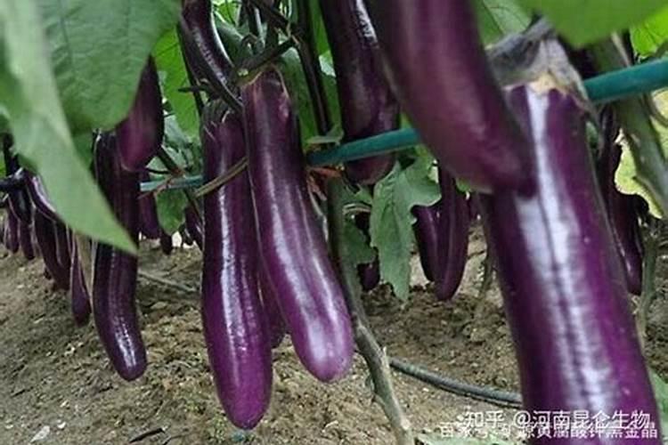 茄子不结果打什么农药