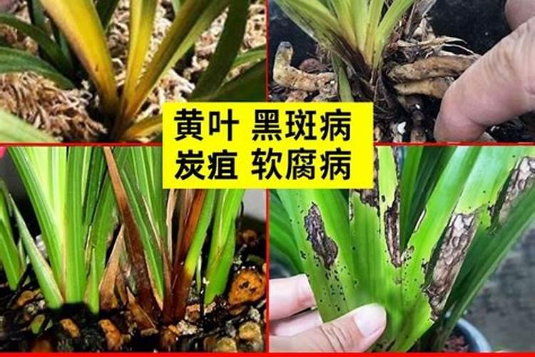 兰菌王使用方法是什么？