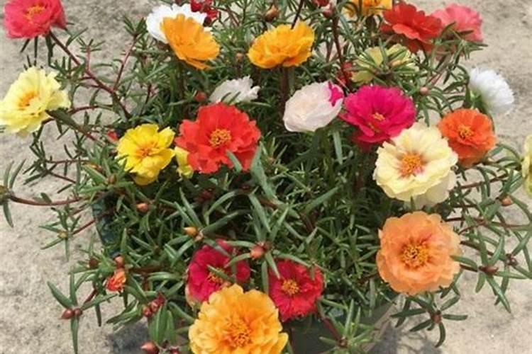 太阳花叶子上有黄斑点是有病吗