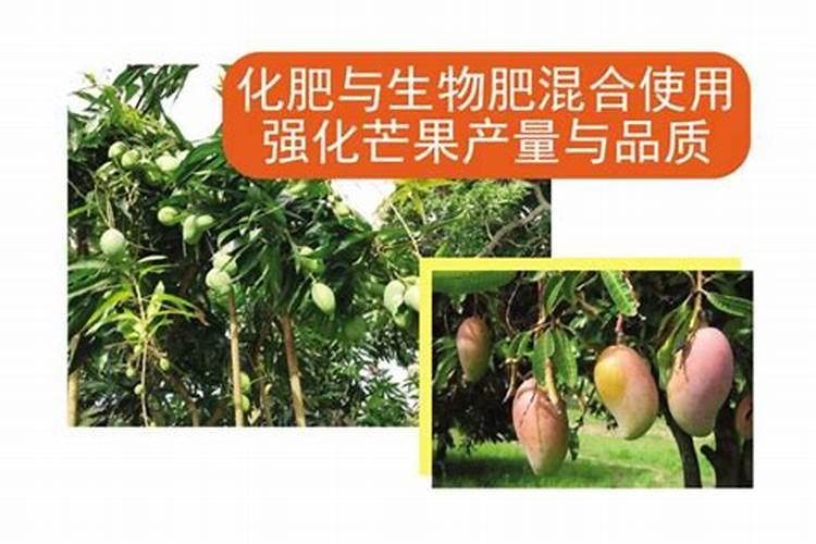 芒果反季节催花用什么药打.效果最好
