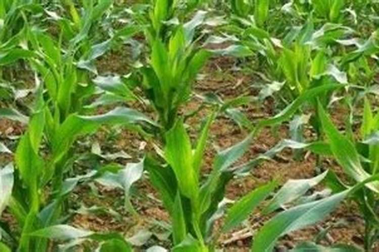 米醋泡蛋壳能成钙肥可以用作植物补钙吗？