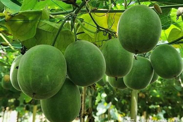 罗汉果树追肥的方式有哪些？