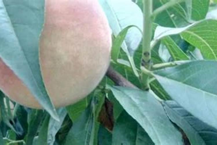 硼肥有膨果作用吗,硼肥是什么肥料