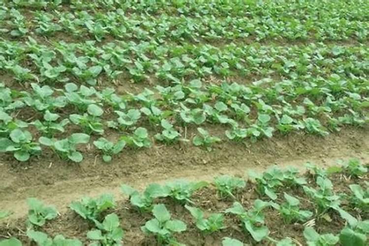 冬季蔬菜施肥,需要注意什么