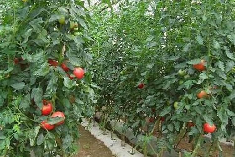 植物生长的营养物质是什么？