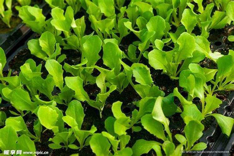 生菜种苗多久施肥 生菜种植多长时间需要施肥