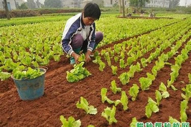 家庭种植生菜一般生长到多大施肥