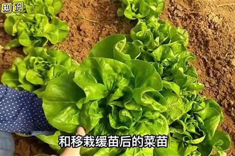 生菜叶片增厚用什么叶面肥