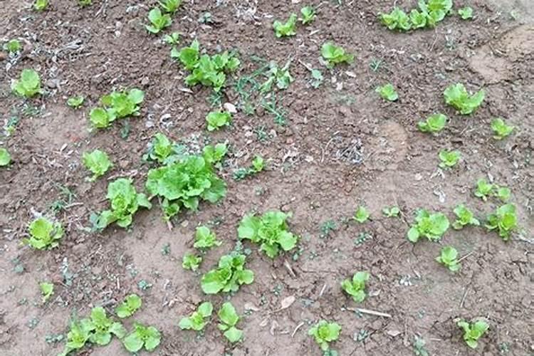 种生菜什么时候施肥 种生菜施肥时间