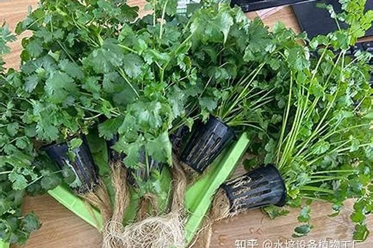 什么肥料生根最快最好