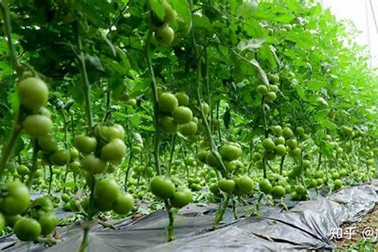 多肽氨基酸原粉用于肥料生产的建议参考配比!