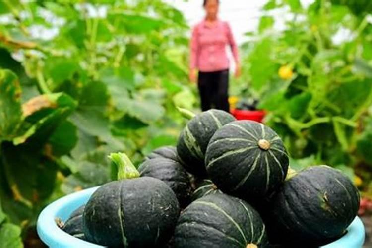 南瓜施什么肥料可以增加甜度