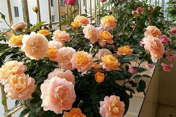 月季花施肥方法 月季花如何施肥