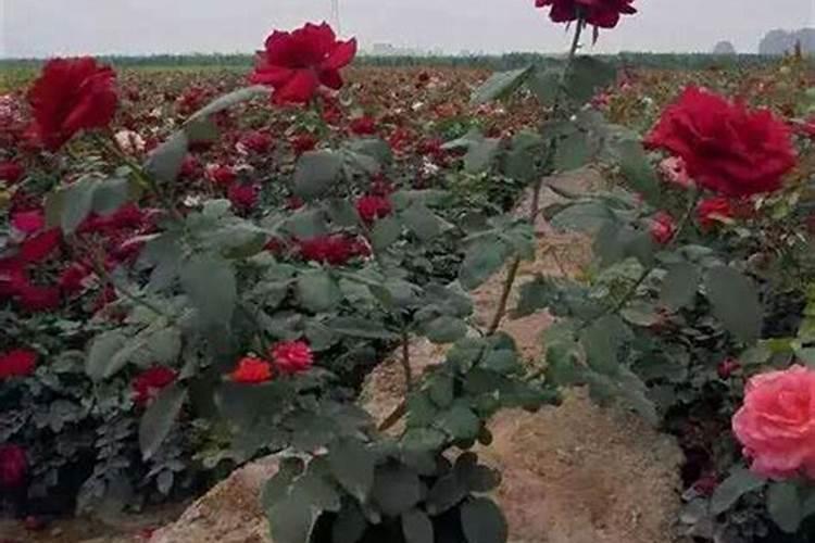 月季为什么要喷施叶面肥杀菌剂添加叶面肥有何作用