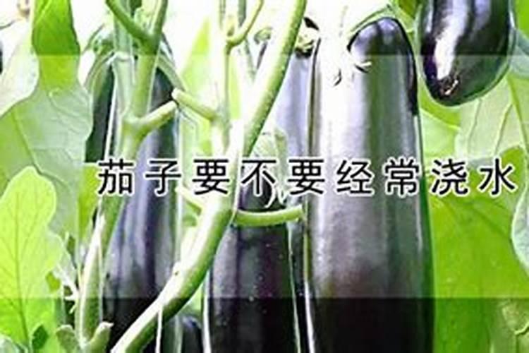 茄子最忌什么肥料