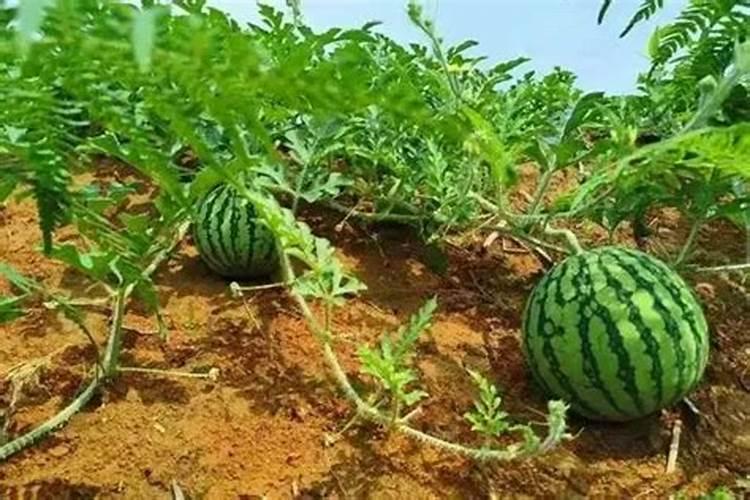 种植高粱怎么施肥方法