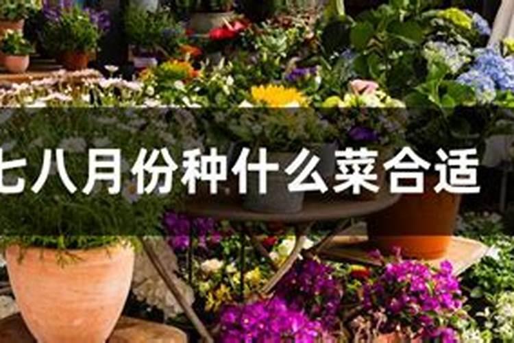 栀子花七八月份还会开花吗