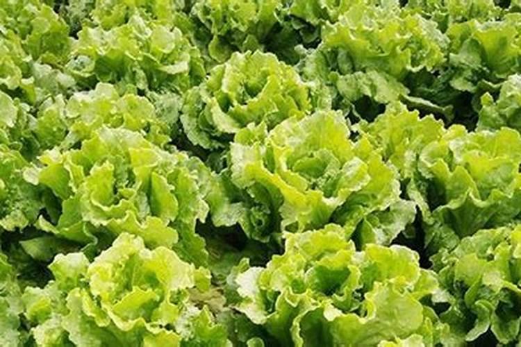 栀子花七八月份还会开花吗