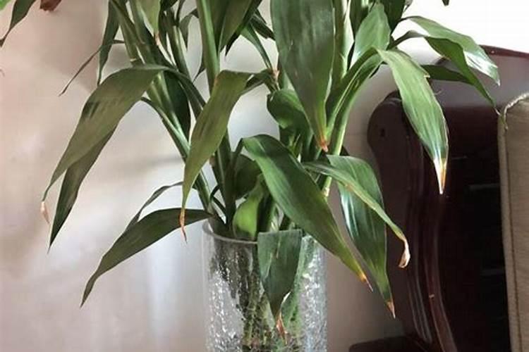 移栽树苗多久开始长根 移植树苗后多久能生根？