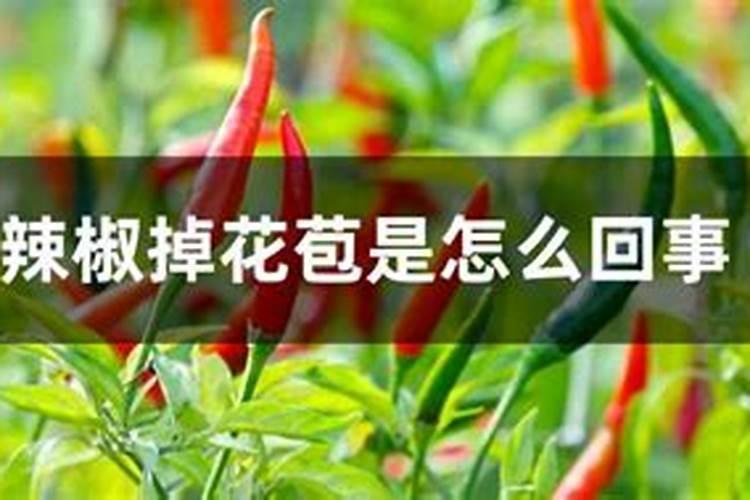 豆角摘完一批要怎样让它翻花