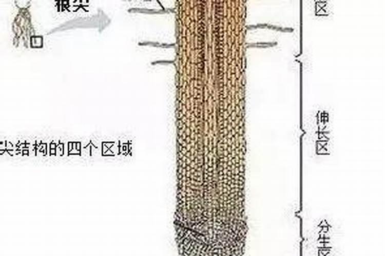 你了解钙肥吗,钙肥怎么选？什么时候用？怎么用？