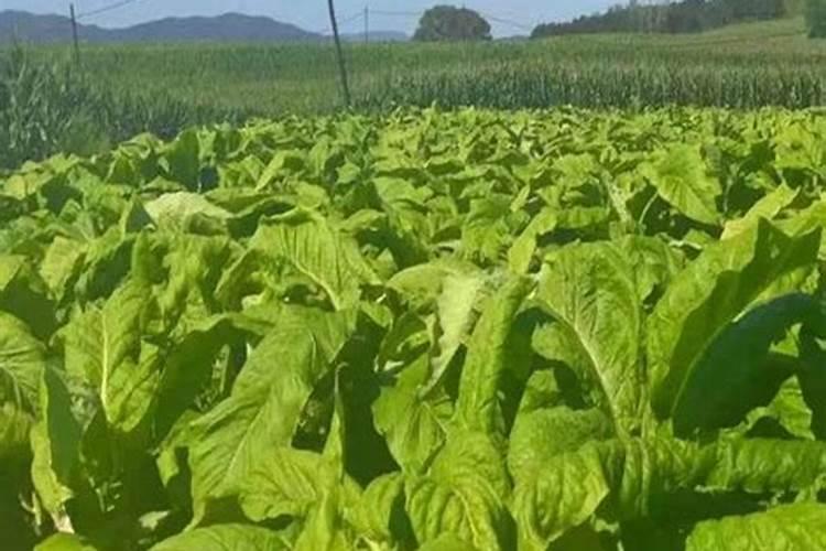 烤烟有30厘米高的时候能施农业用硫酸钾吗