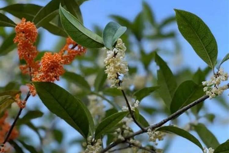 桂花怎样追肥