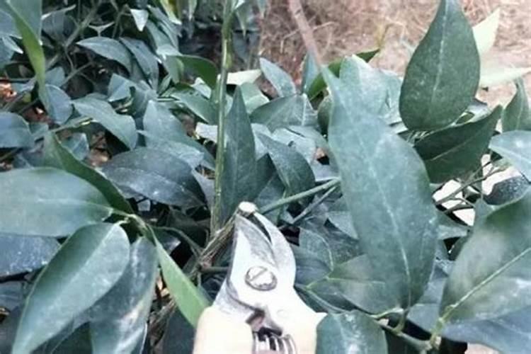桂花树什么时候施肥最好