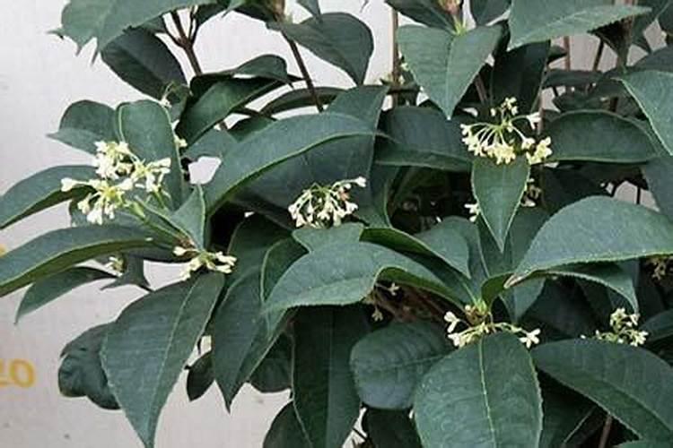 桂花怎样追肥