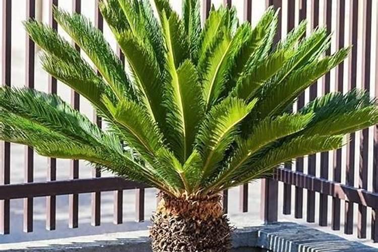 营养液可以用来浇花吗？