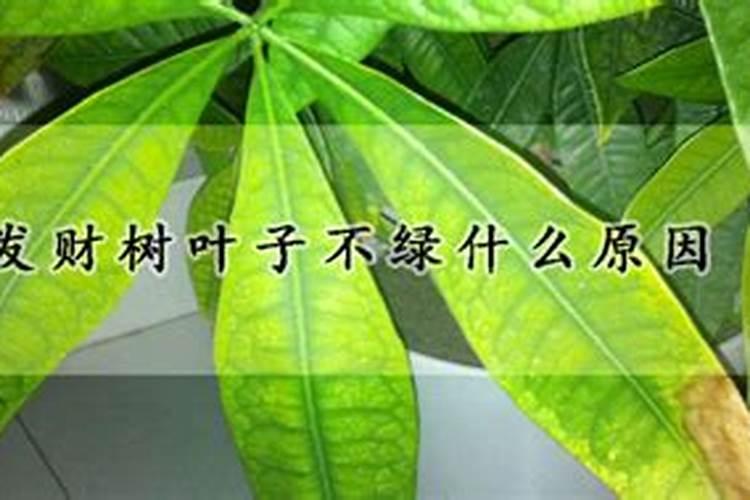 绿叶花一般都需要上点什么肥料
