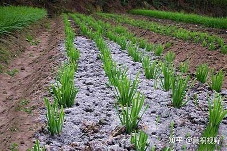 草木灰种菜籽要配其他肥料吗