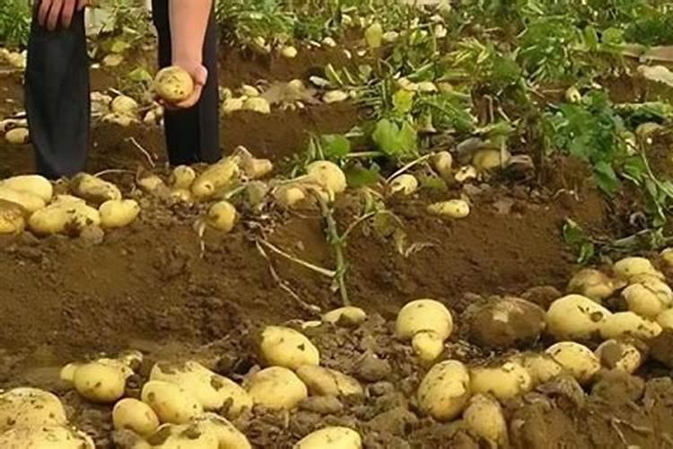 芋头怎么种什么时候种 芋头种植时间及方法