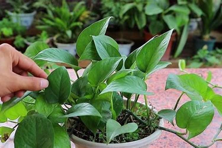 如何给番茄喷叶面肥？钾肥？