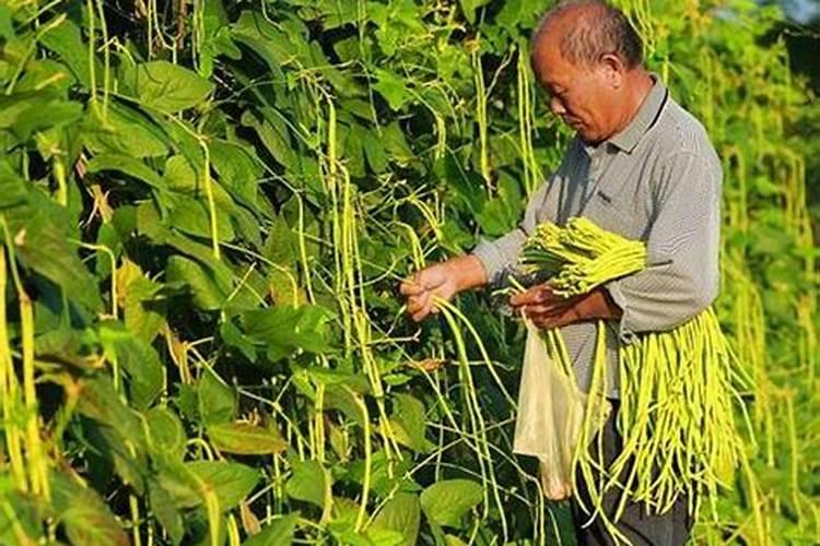大棚芸豆什么时候控旺